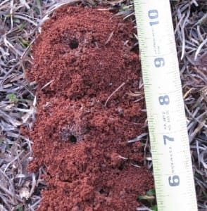 Close up of ground bee nests - image taken by Diane Stephens, Houston County Master Gardener