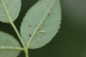 Sawflies are a common rose pest this spring