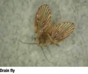 Drain fly with name