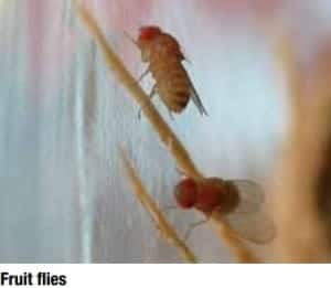Fruit flies Suiter et al