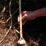 Harvesting Garlic from Your Georgia Garden