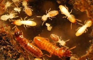 Florida Scientists Discover Super Termites, and They’re Not Genetically Modified