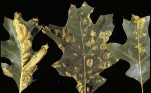 Oak leaf blister: What is this problem on oak leaves?