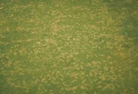 Dollar Spot: What is this problem leaving small spots in lawns?