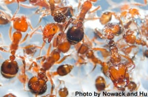 Fire Ants: What Happens to Them in a Flood?