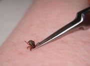 Protect yourself from ticks while working outside