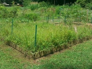 Weeding in Your Georgia Garden