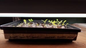 Keep the seedlings close to the light source.