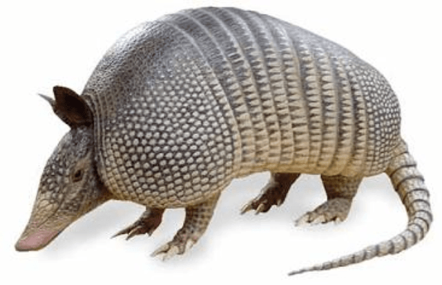 Armadillos, Georgia's only Shelled Mammal – Center for Urban Agriculture
