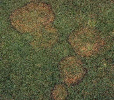 Brown Patch symptoms in turf