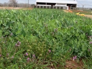 Using Cover Crops in Your Georgia Community Garden