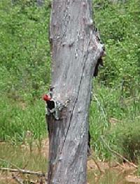 Woodpecker on Snag