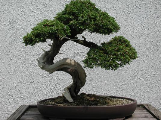 bonsai-tree-3preview