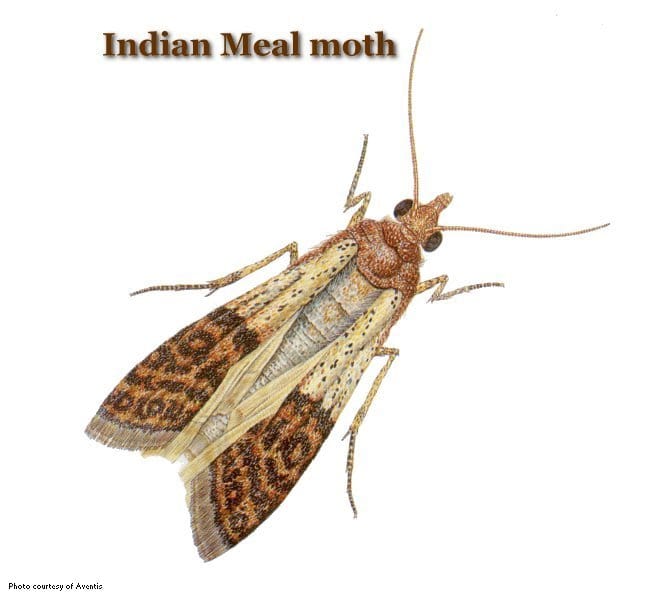 Clothes moths - Plant & Pest Diagnostics