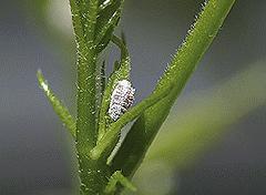 Don't Move Mealybugs Inside