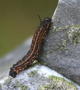 oakworm