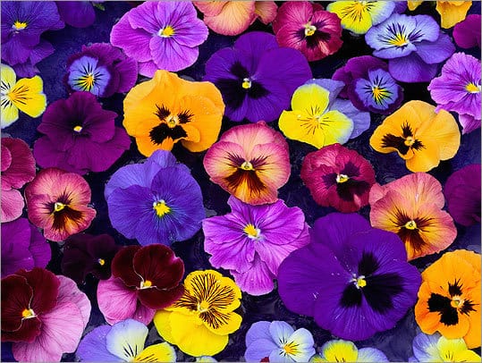 Growing Pansies: A Colorful Display for Fall, Winter, and Spring