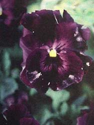 Gray Mold or Botrytis on Pansies