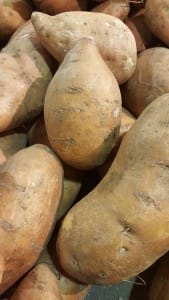 Sweet Potato Harvest Time in Georgia