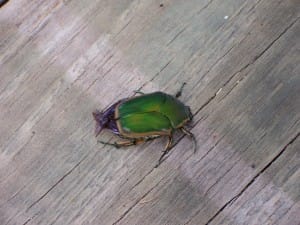 Green June Beetles