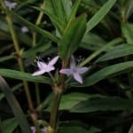 Virginia Buttonweed, can be Difficult to Control in Lawn and Landscape