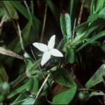 Virginia Buttonweed, can be Difficult to Control in Lawn and Landscape