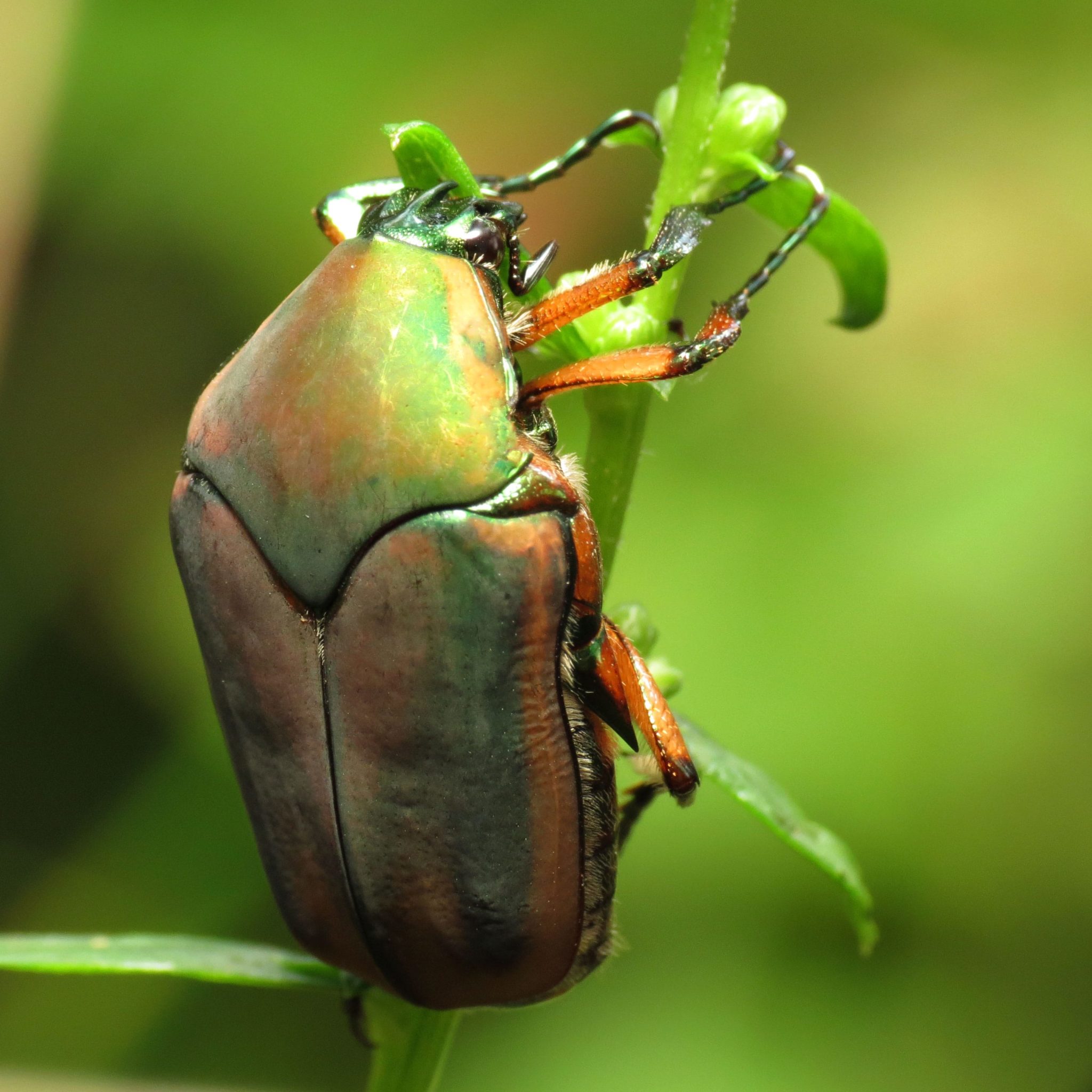 How Do You Get Rid of Green June Beetles 
