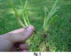Take All Root Rot Of St Augustinegrass