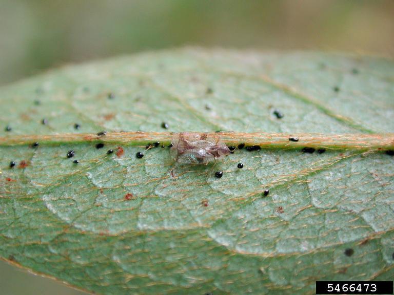 Spring is a good time to manage Azalea Lace Bugs