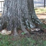 Inonotus decay on base of oak tree