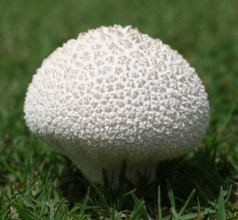 Controlling Mushrooms and Other Fungi in the Landscape