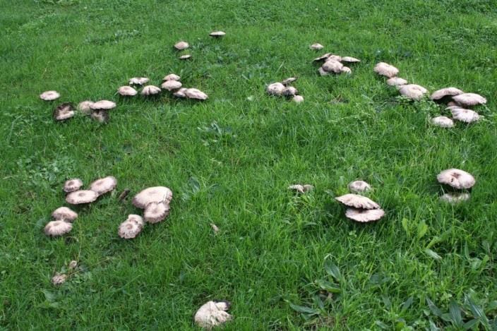 Inquiries about fairy ring, mushrooms and puffballs in turfgrass continue to be common
