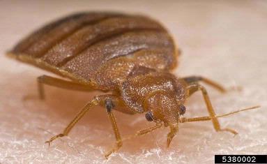 Information from Southern Region IPM on Bed Bug Management!