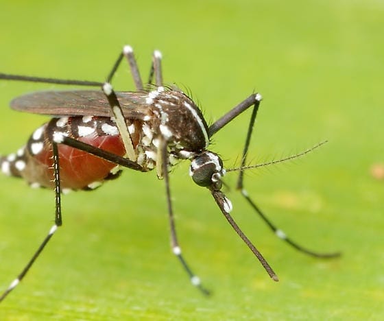 Tiger, tiger…Aedes albopictus