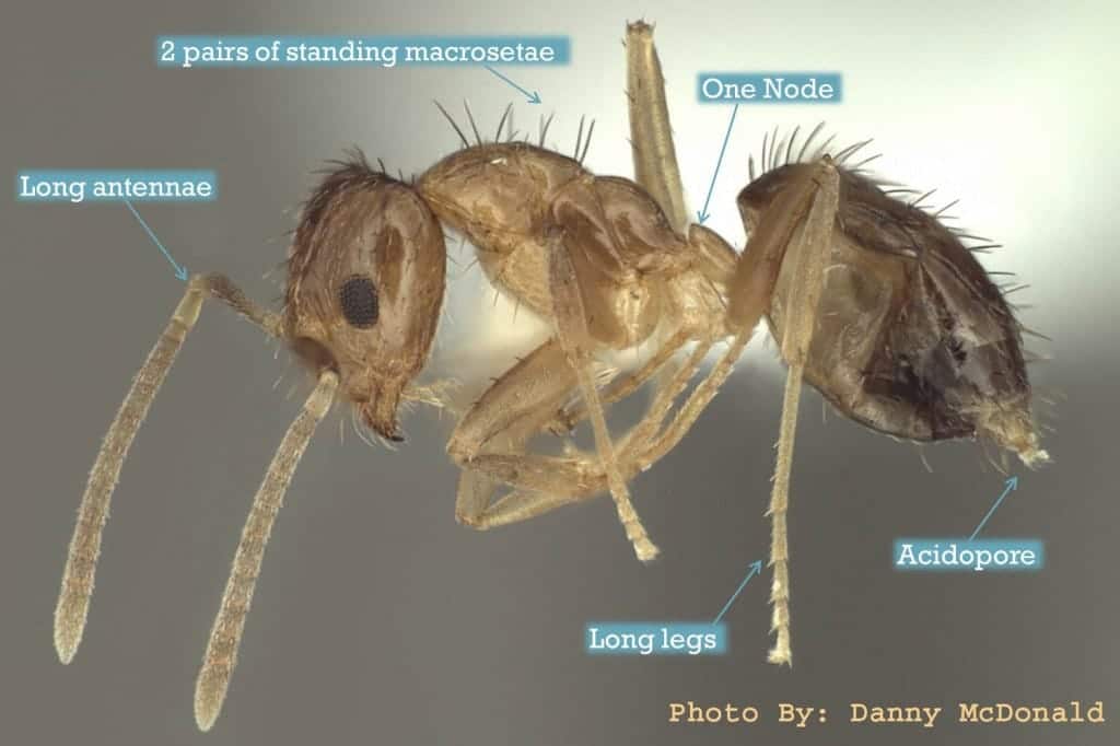 Elongated Twig Ant - Drive-Bye Pest Exterminators