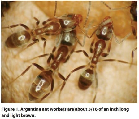 Tawny (Rasberry) Crazy Ant, Nylanderia fulva - Urban and Structural  Entomology Program at Texas A&M University