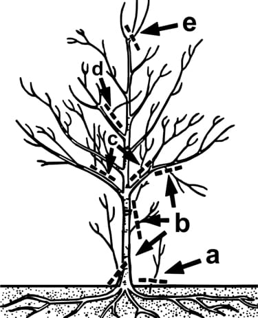 Figur 10. Fjern sugekopper, der stammer fra rødder under jorden (a), lavtvoksende grene, der forstyrrer vedligeholdelse (b), opretstående voksende skud eller vandspirer (c), grene, der vokser indad eller gnider andre grene (d), og grene, der konkurrerer med den centrale leder om dominans (e).