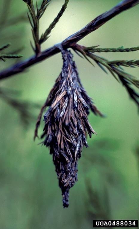 Bagworms: What are these things hanging in my trees?