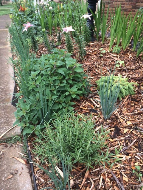 Herbs and shallots among evergreens and annuals.