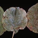 Spot anthracnose causes reddish spots on dogwood leaves