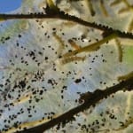 Fall Webworms: Webs in the Trees