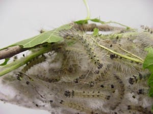 Fall Webworms: Webs in the Trees