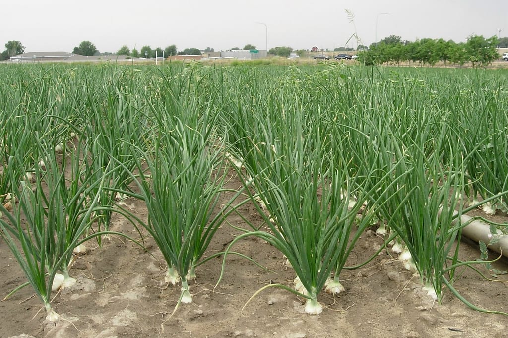 How to Grow Healthy Onions  