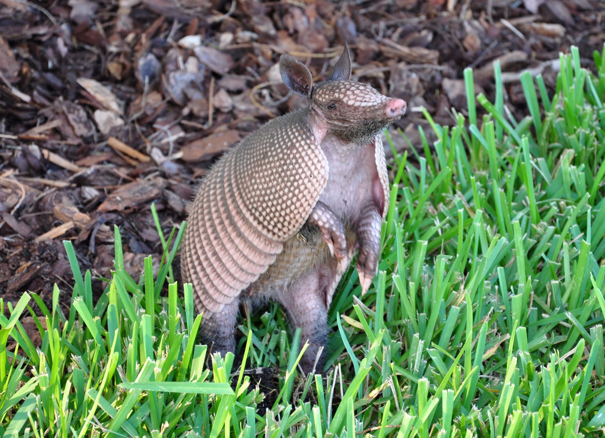 Evaluating Attractants for Live-Trapping Armadillos – Center for