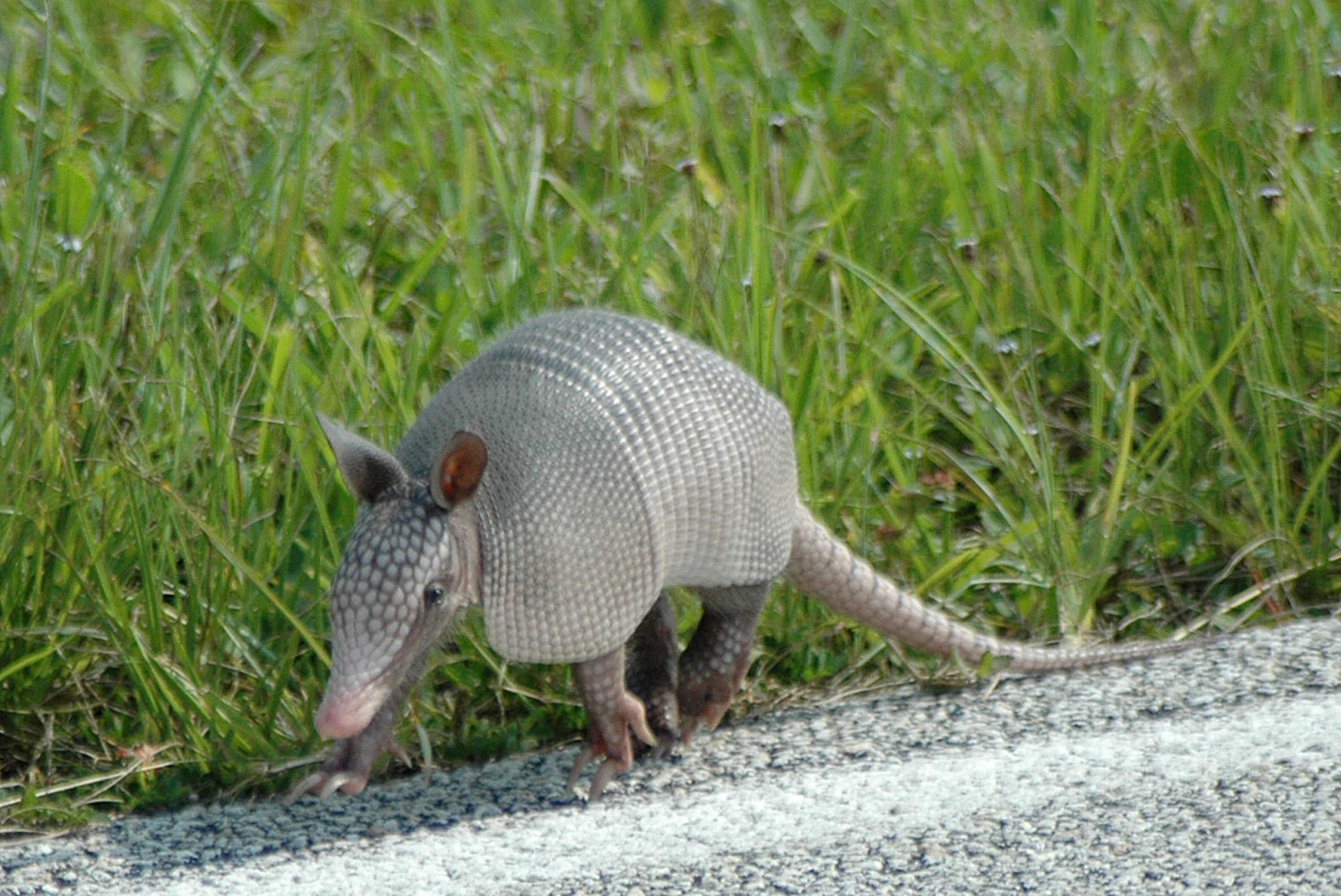 are armadillos nocturnal