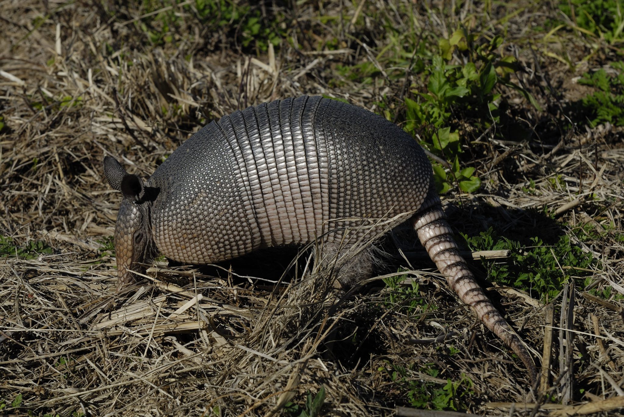 Evaluating Attractants for Live-Trapping Armadillos – Center for Urban  Agriculture