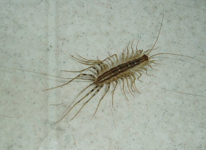 how to keep silverfish away from books