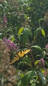 Budleia with Swallowtail, Rodents and Your Community or School Garden