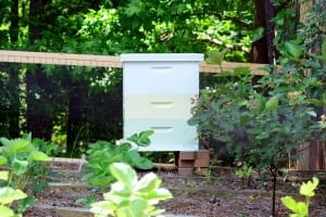 Pollinator Protection Plan for Georgia