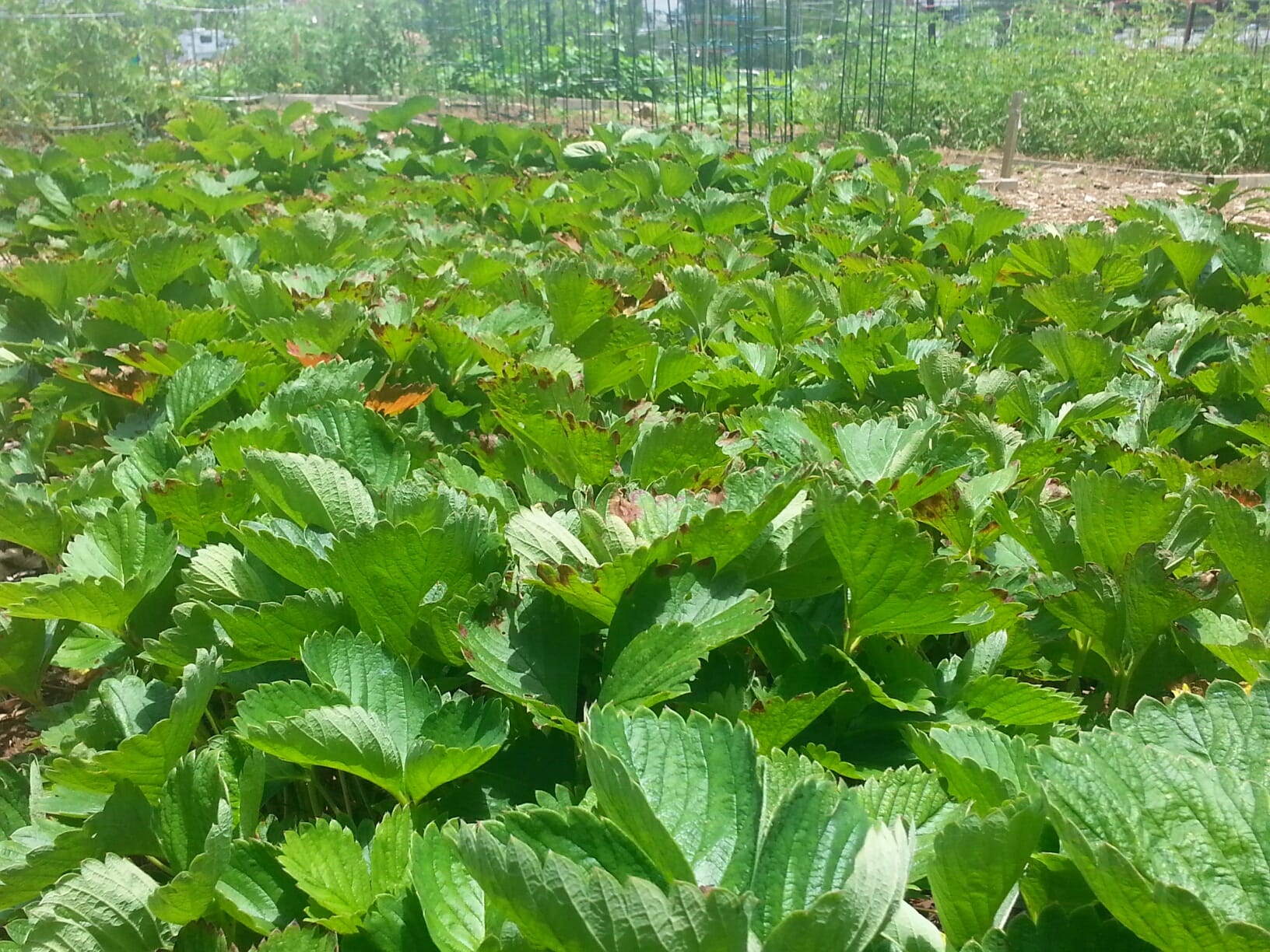 February Chores for Your Georgia Garden – Center for Urban Agriculture